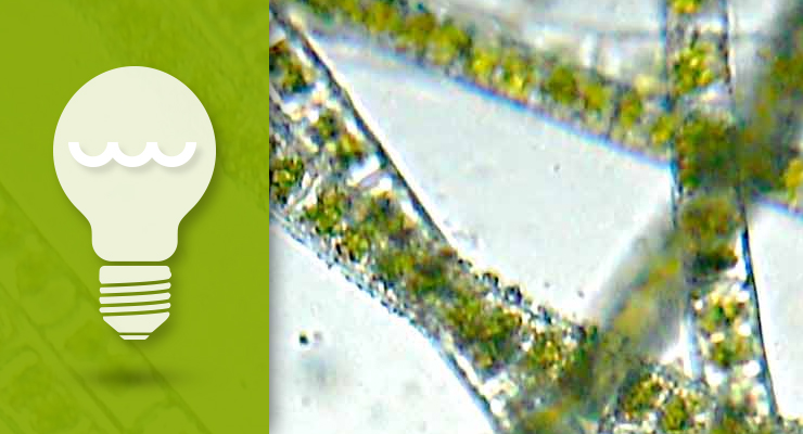 Three Inexpensive Algae Prevention Stepsthumbnail image.