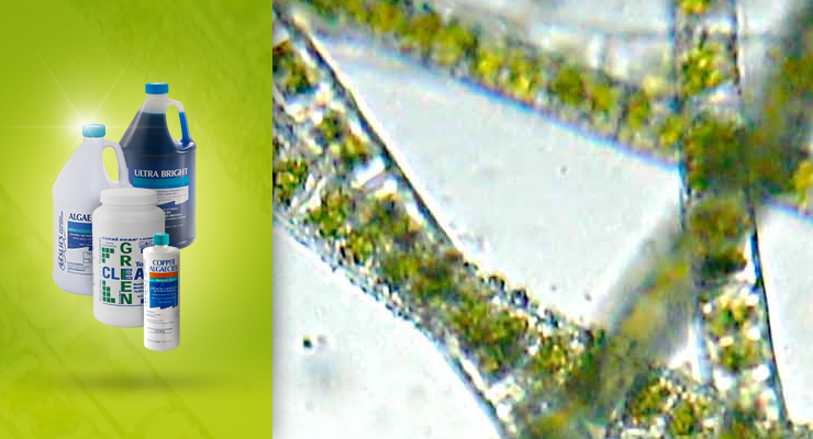 Algae Removal and Preventionthumbnail image.