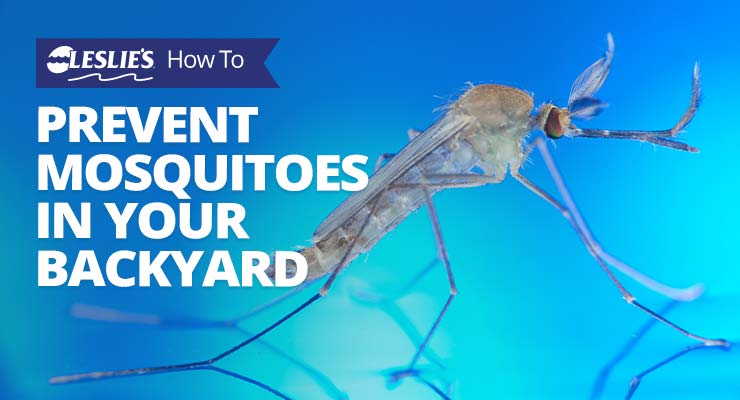 How To Prevent Mosquitoes in Your Backyard