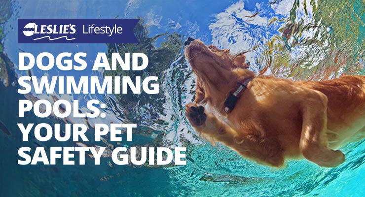 Dogs and Swimming Pools: Your Pet Safety Guide