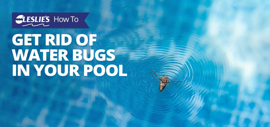 How to Get Rid of Water Bugs in Your Pool