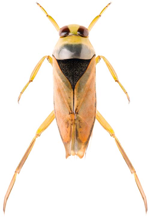 backswimmer water bugs in pool