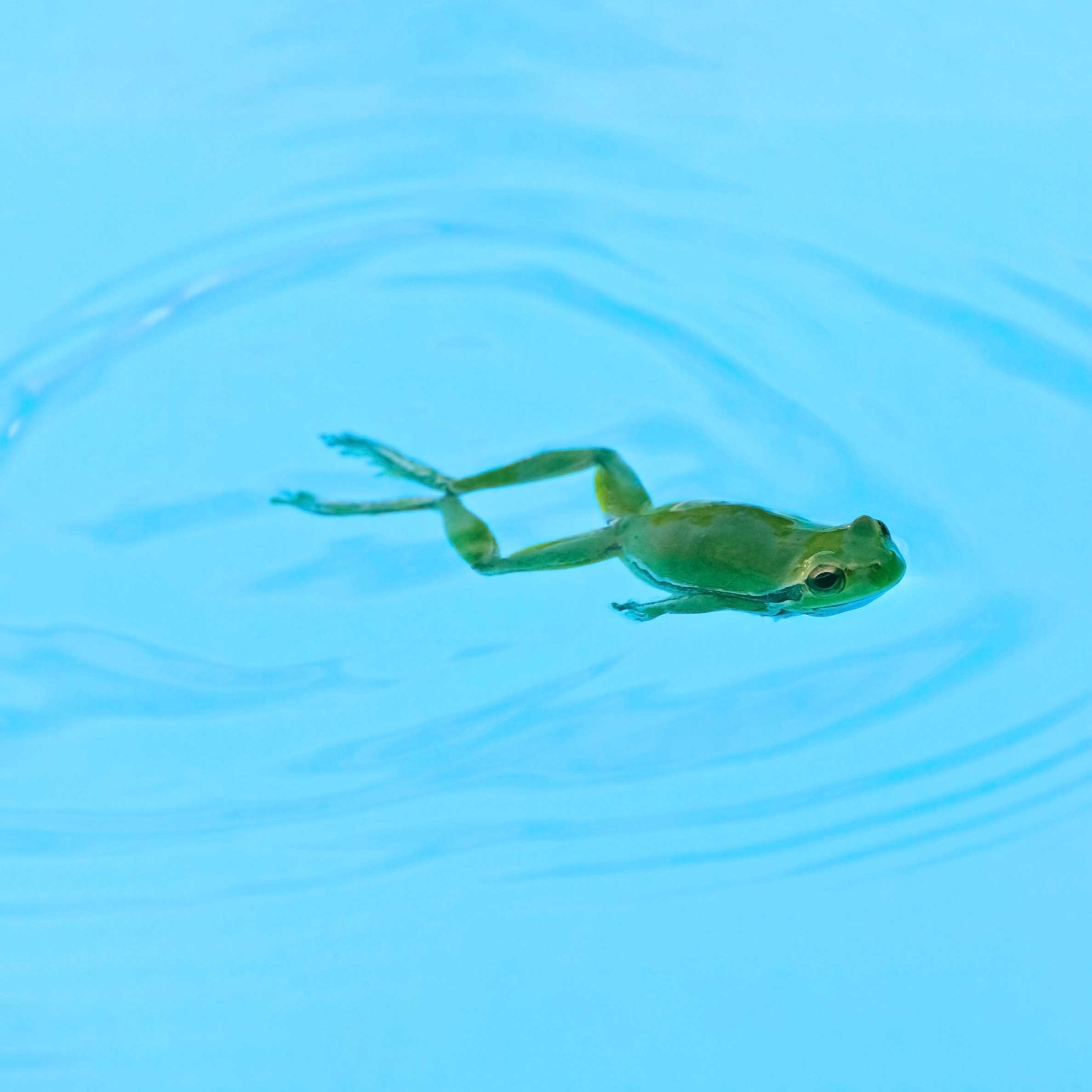 how to keep frogs out of your pool