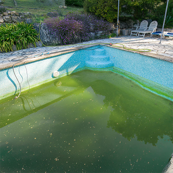 pool algae after a storm